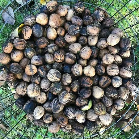 Sort Sommerhus I Aebleskov Forste Raekke Til Havet