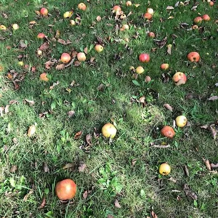 Sort Sommerhus I Aebleskov Forste Raekke Til Havet *